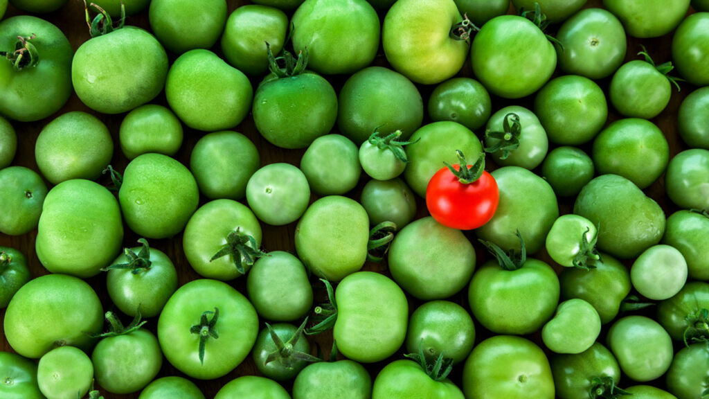 Image of a pile of green tomatoes with one red tomato sitting off center on top of the pile