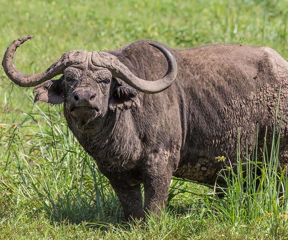 A muddy yak in the wild